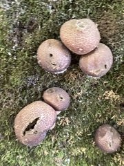 Apioperdon