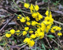 Acacia spinescens