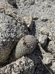 Mammillaria dioica dioica