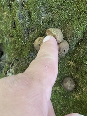 Apioperdon