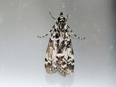 Scoparia exhibitalis