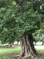 Ficus racemosa