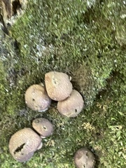 Apioperdon
