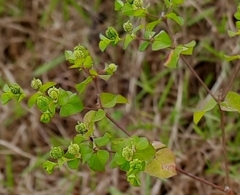 Euphorbia stricta