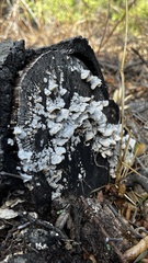 Trichaptum abietinum