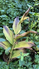 Cypripedium reginae
