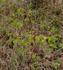 Euphorbia stricta