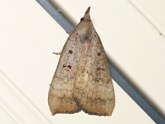 Rhapsa suscitatalis