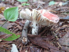 Russula emetica