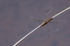 Limnoporus notabilis