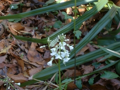 Cardamine bulbosa