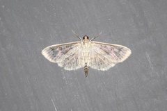 Herpetogramma aquilonalis