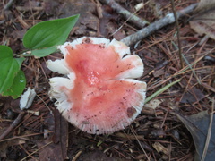 Russula emetica