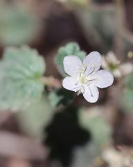Phacelia longipes