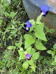 Torenia fournieri