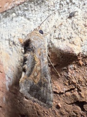 Chrysodeixis