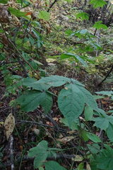 Eleutherococcus senticosus