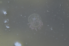 Polyorchis penicillatus