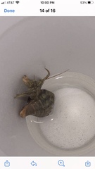 Clibanarius vittatus