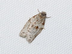 Isotenes miserana
