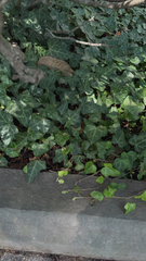 Hedera helix