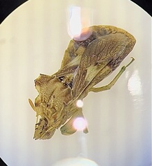 Phymata