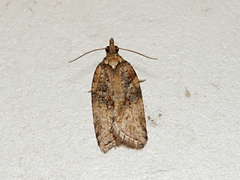 Epiphyas postvittana