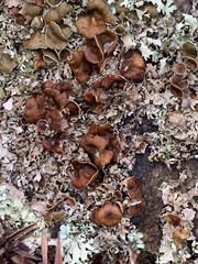 Punctelia bolliana