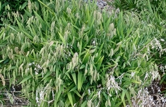 Polypogon monspeliensis