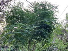 Radermachera sinica