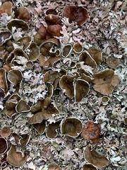 Punctelia bolliana