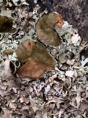 Punctelia bolliana