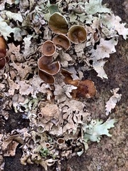 Punctelia bolliana
