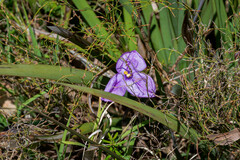 Patersonia occidentalis