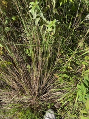 Sporobolus compositus