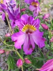 Alstroemeria