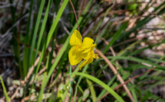 Patersonia umbrosa