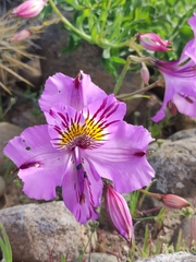 Alstroemeria