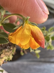 Menodora