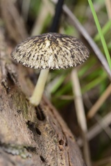 Pluteus readiarum