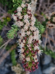 Ophryosporus triangularis