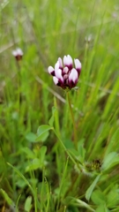 Trifolium variegatum