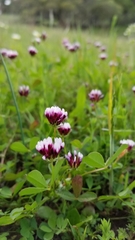 Trifolium variegatum