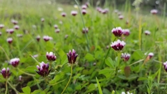 Trifolium variegatum