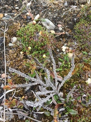 Cassiope tetragona tetragona