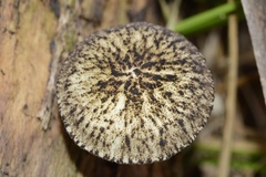 Pluteus readiarum