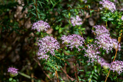 Pimelea rosea