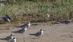 Chlidonias leucopterus