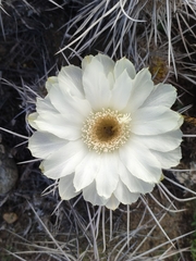 Trichocereus deserticola