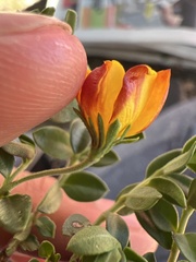 Menodora